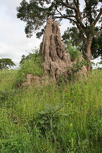 Senegal238