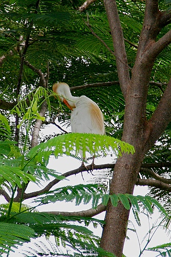 Senegal254