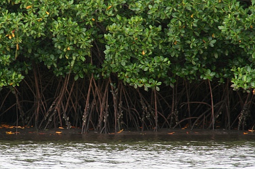 Senegal273