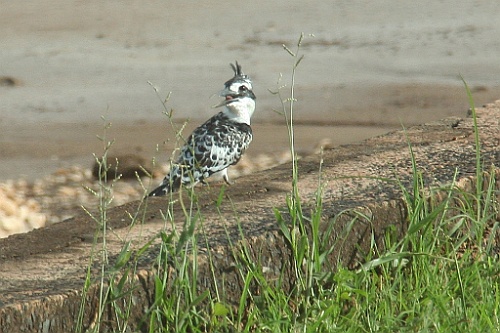 Senegal320
