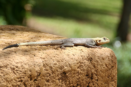 Senegal324