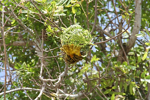 Senegal336