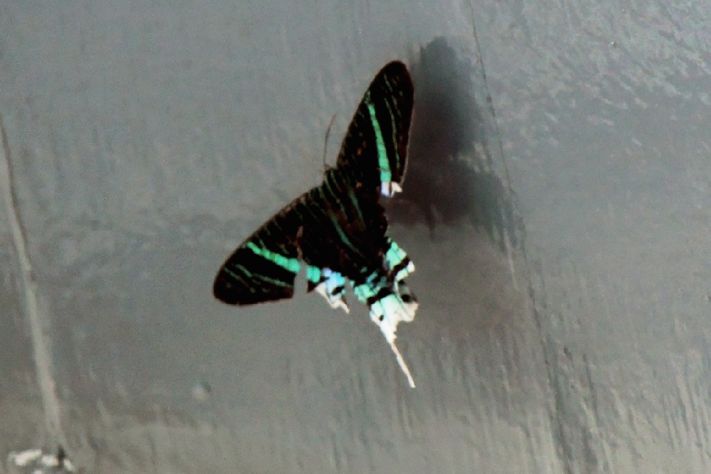 Suri042.jpg