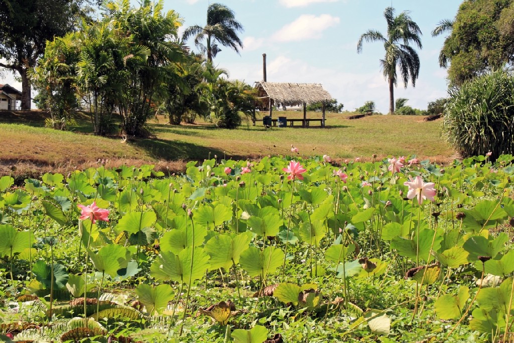 Suri132.jpg