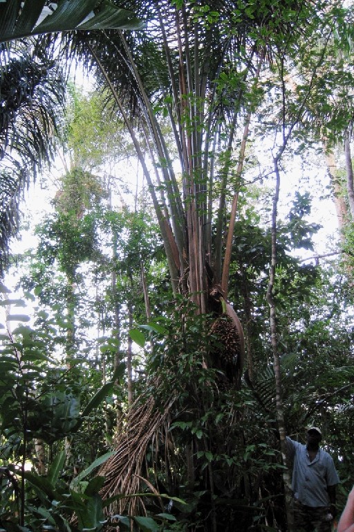 Suri341.jpg