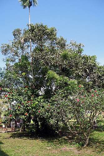 Suri204