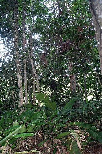 Suri343