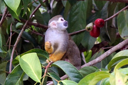 Suri361