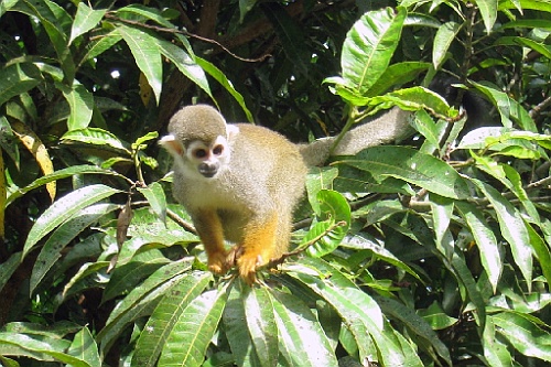Suri364