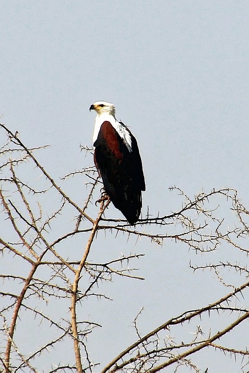 TaZa (147).jpg