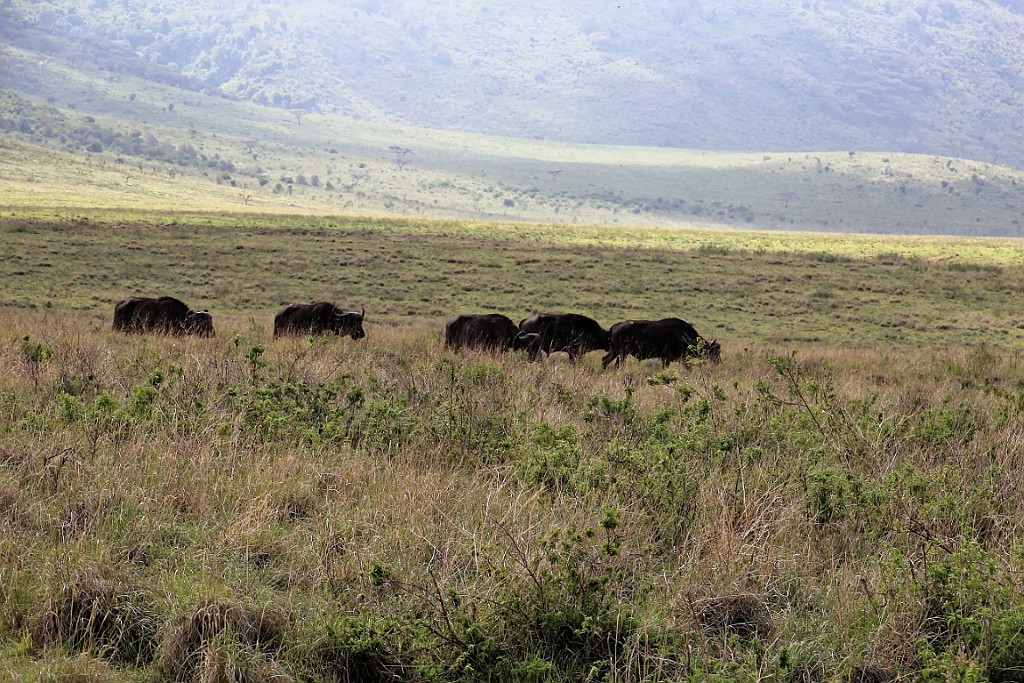 TaZa (240).jpg