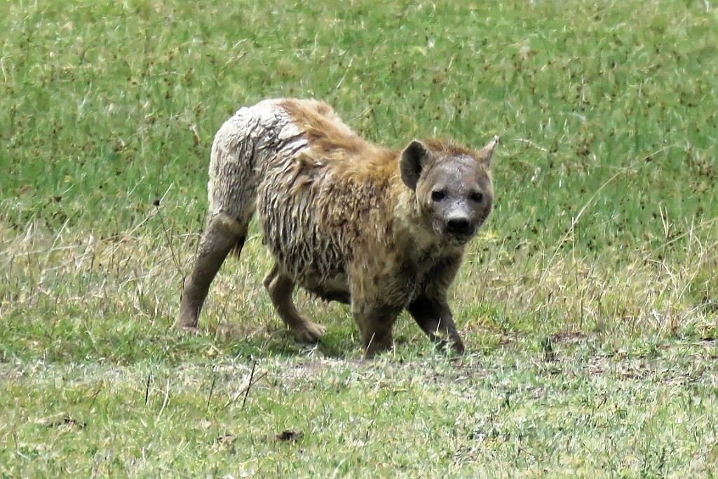 TaZa (317).jpg
