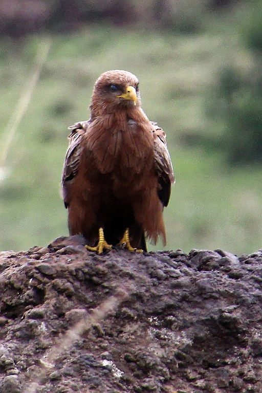 TaZa (350).jpg
