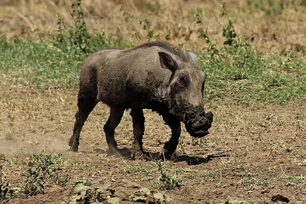 TaZa (419).jpg