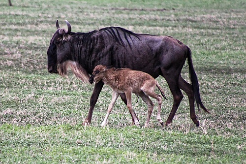TaZa (358)