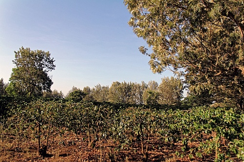 TaZa (381)