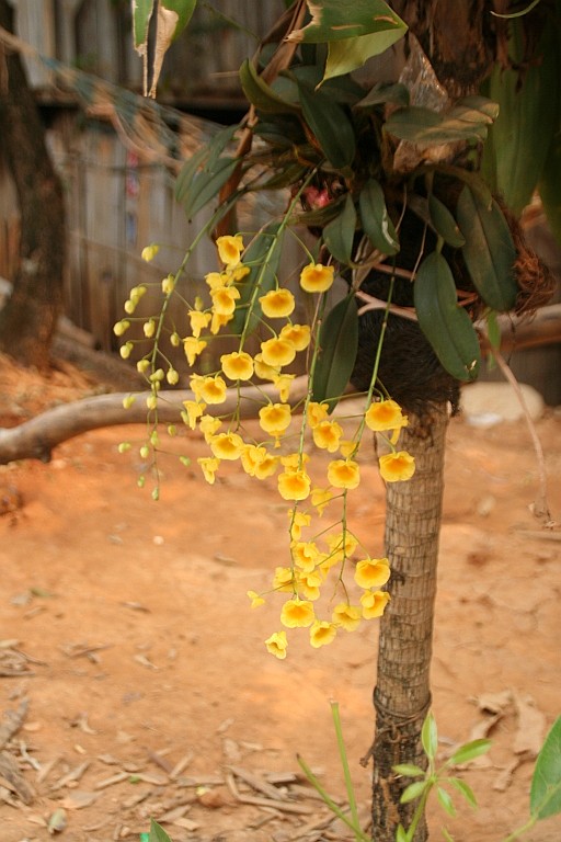 Thai579.JPG