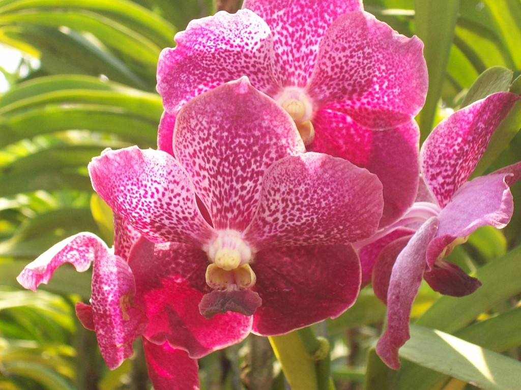 Thai725.jpg