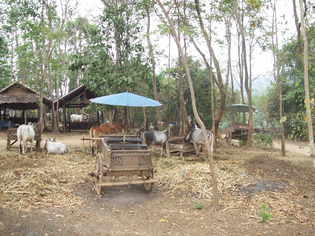 Thai775.jpg