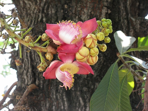 Thai076
