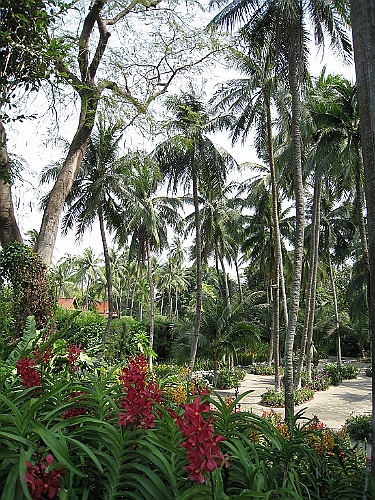 Thai286
