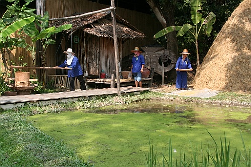 Thai294