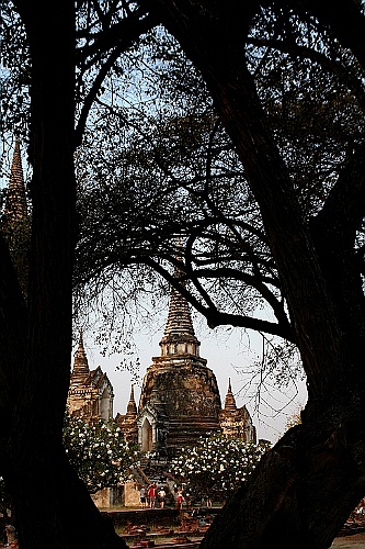 Thai393