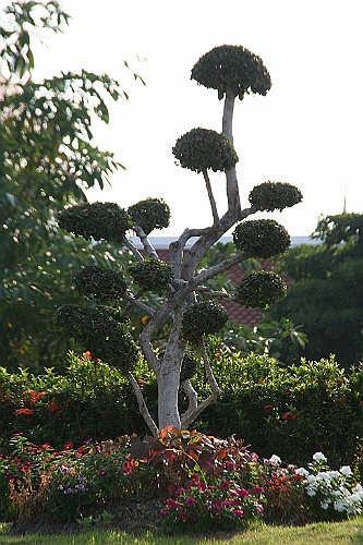 Thai410