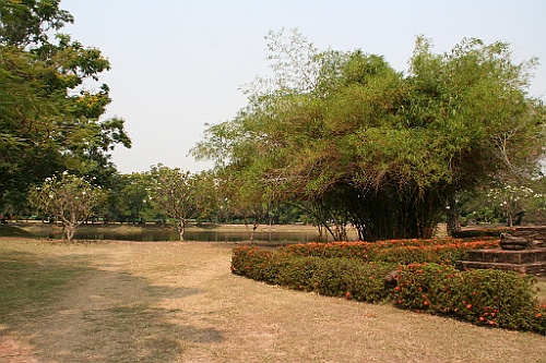 Thai524
