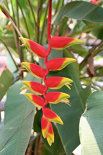 Thai538