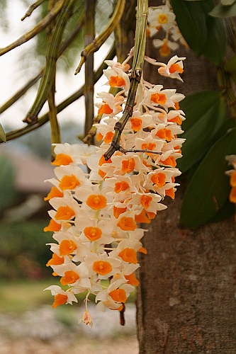 Thai592