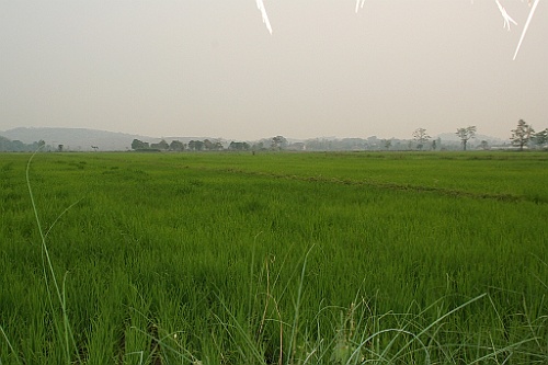 Thai629