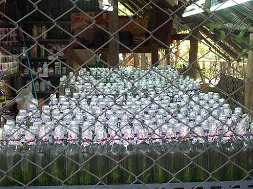 Thai709