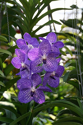 Thai712