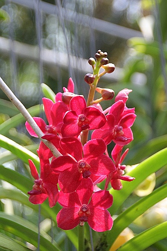 Thai713