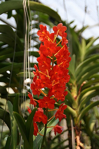 Thai714