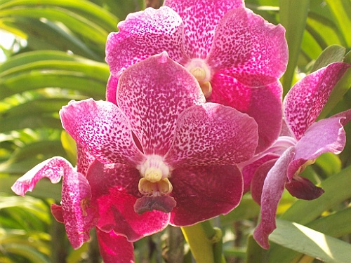 Thai725
