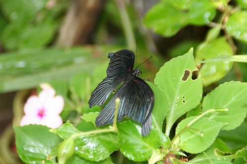 Thai739