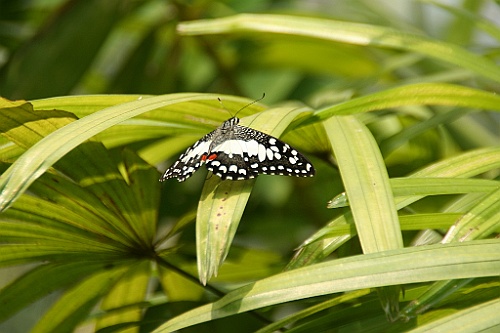 Thai740