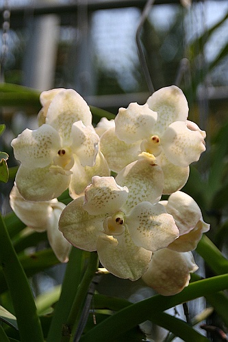 Thai741