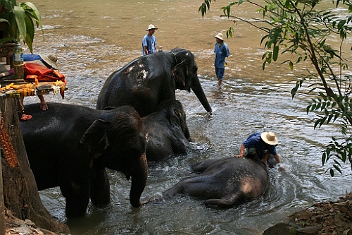 Thai745
