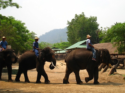 Thai748