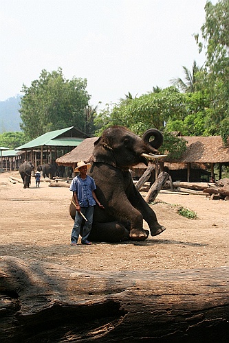 Thai750