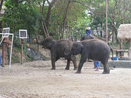 Thai754