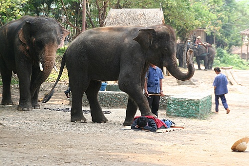 Thai756