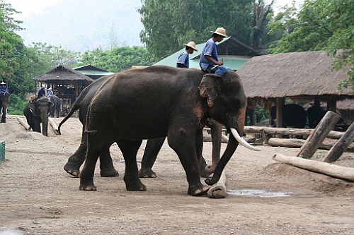 Thai761