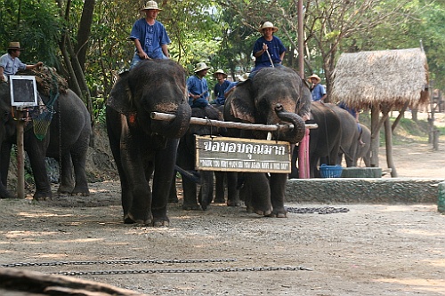 Thai763