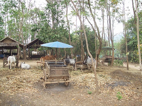 Thai775