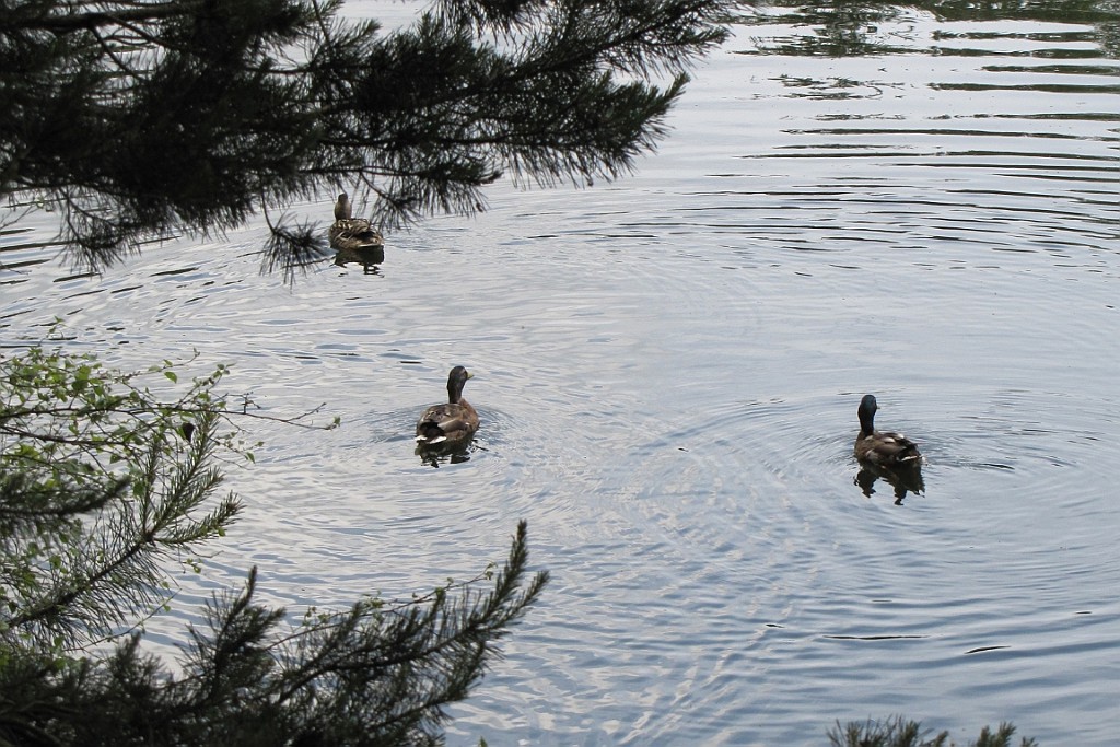 VM0615_155.JPG