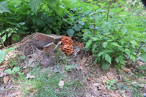 VM0615_060